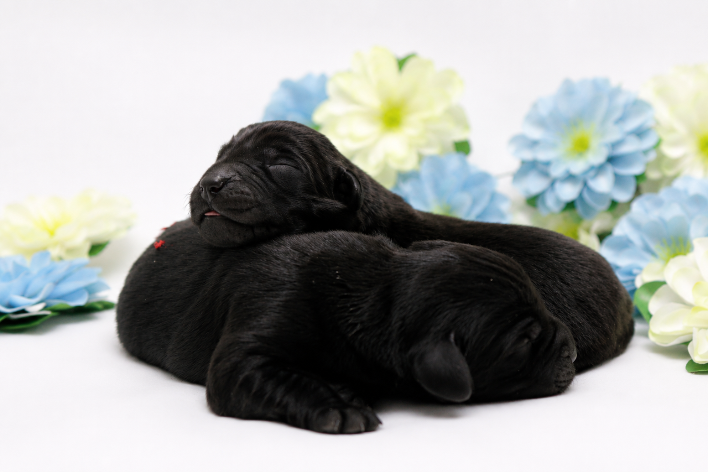 Du Chocolat Surprise - Chiots disponibles - Labrador Retriever