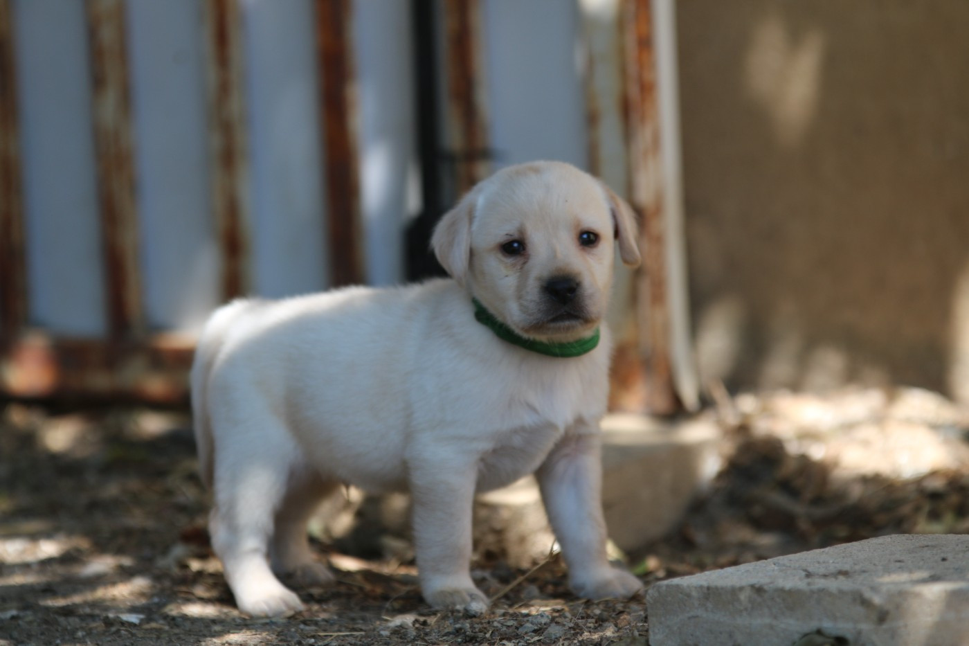 Du Chocolat Surprise - Chiots disponibles - Labrador Retriever