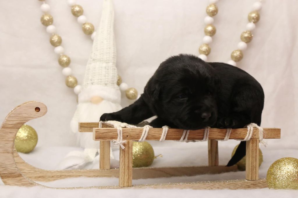 Du Chocolat Surprise - Labrador Retriever - Portée née le 23/11/2023