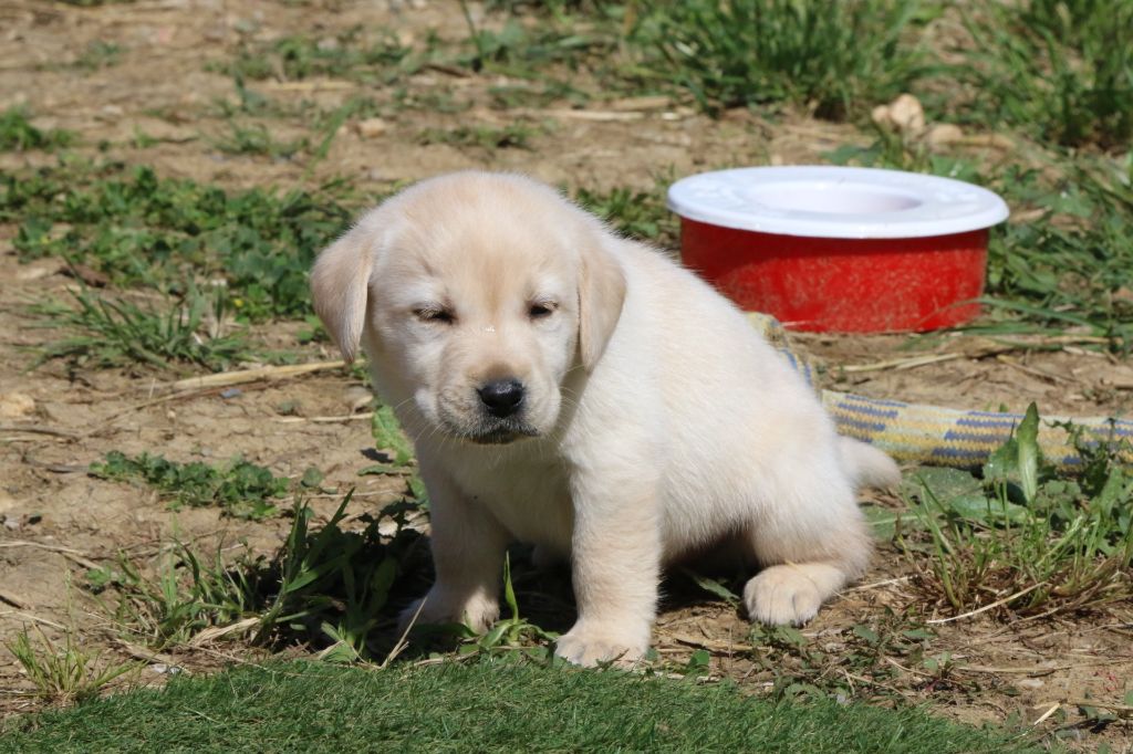 Du Chocolat Surprise - Chiots disponibles - Labrador Retriever