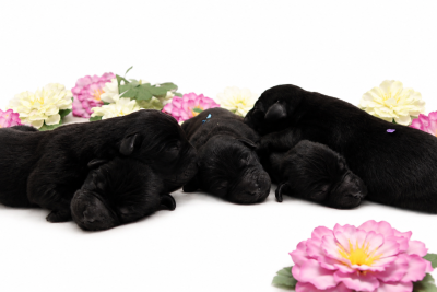 CHIOT 1