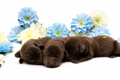 CHIOT 9