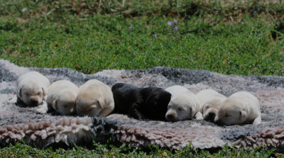 CHIOT 7