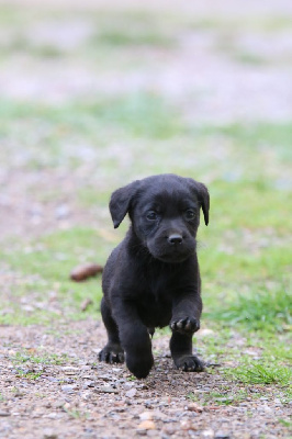 CHIOT 6