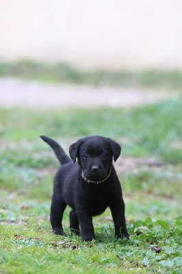 CHIOT 1