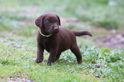 CHIOT 2