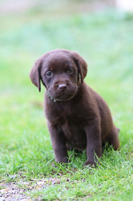 CHIOT 3