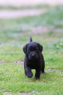 CHIOT 8