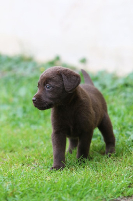 CHIOT 7