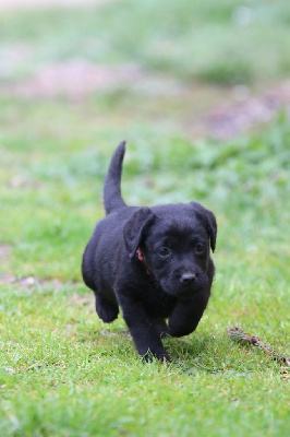CHIOT 9