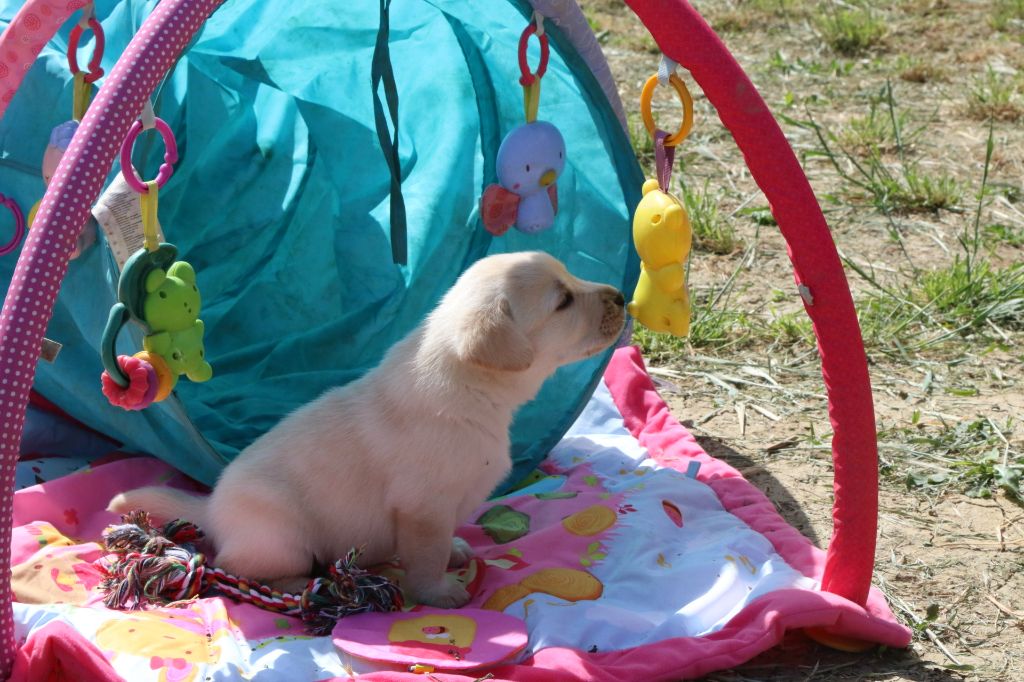 Du Chocolat Surprise - Chiots disponibles - Labrador Retriever